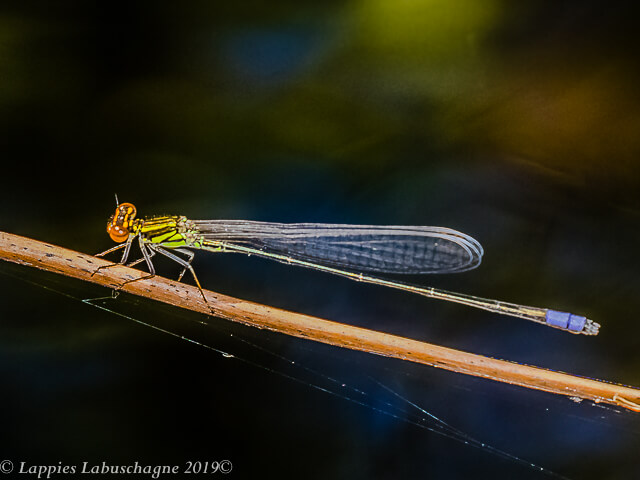 100 417 Pseudagrion hageni Painted Sprite Male Lajuma Nature Reserve LP RSA Dec 2018r 7