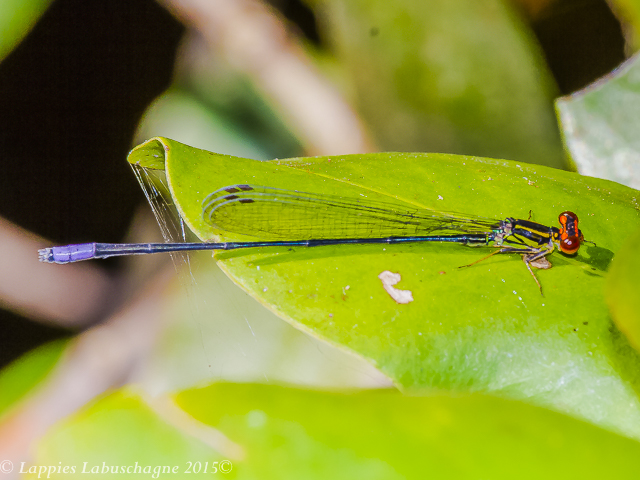 100 813 Pseudagrion hageni Painted Sprite Sordwana KZN RSA Feb 2015r 3