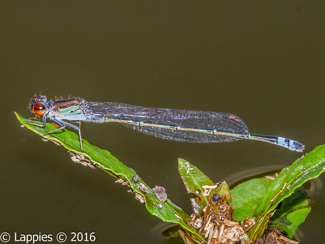 100 1630 Pseudagrion harmoni Swarthy Sprite From Marloth Park MP RSA Sept 2016