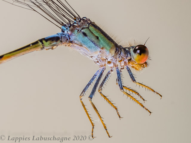 100 778 Pseudagrion harmoni Swarthy Sprite Close Up Male Marloth Park Sept 2016r 2