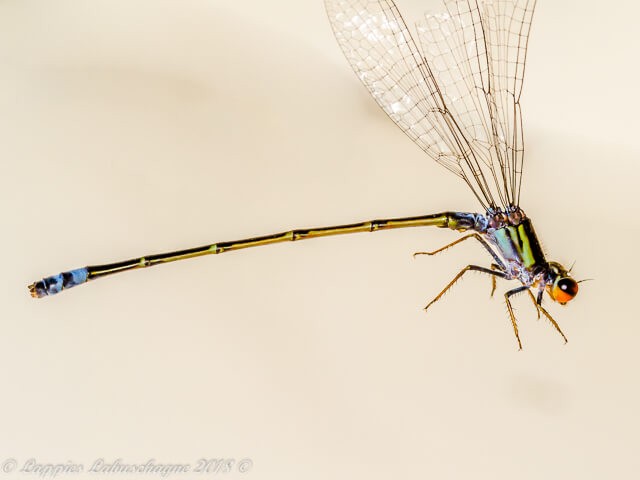 100 766 Pseudagrion harmoni Swarthy Sprite Male Close UP Ndumo KZN RSA Mch 2018r 1