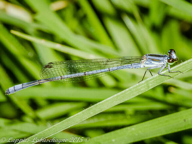 100 255 Pseudagrion Kersteni Powder faced Sprite Male Kromdraai GP RSA Dec 2015r 1