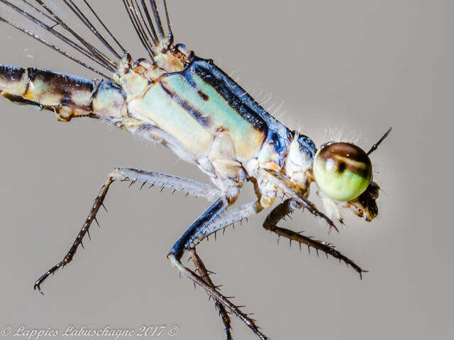 100 982 Pseudagrion Kersteni Powder faced Sprite Male Close Up Natuurpraal LP RSA Sept 2017r 2