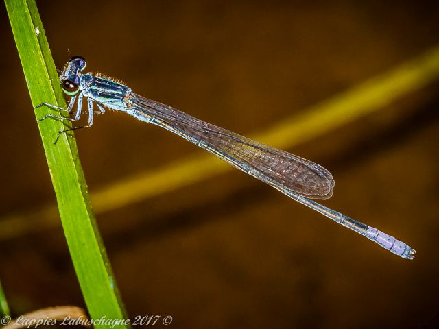 100 111 Male Ezemvelo GP RSA Jan 2016r 6