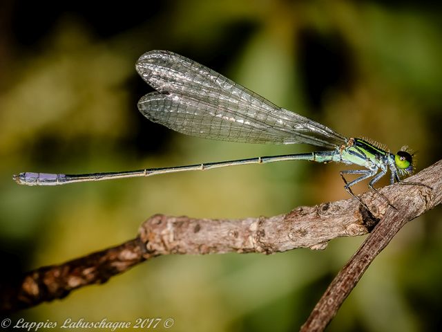 100 120 Pseudagrion makabusience Makabusi Sprite Male Melkrivier LP RSA Dec 2017r 1