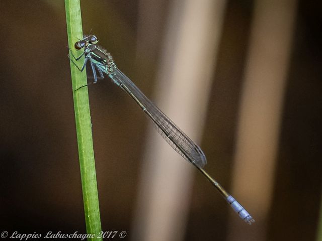 100 218 Pseudagrion makabusience Makabusi Sprite Male Welgevonden RSA Dec 2017r 5