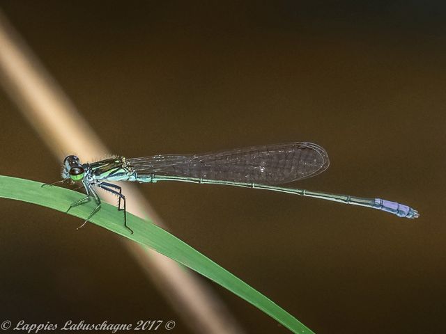 100 218 Pseudagrion makabusience Makabusi Sprite Male Welgevonden RSA Dec 2017 