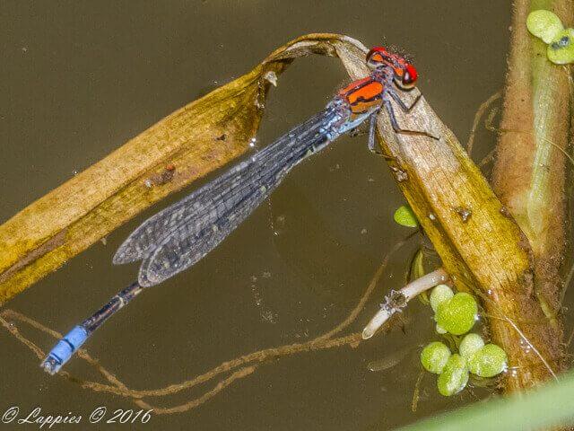 100 597 Ischnura senegalensis Tropical Bluetail Male Kromdraai Dec 2016r 2