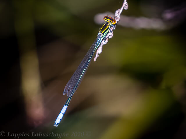 100 458 Pseudagrion newtoni Harlequin Sprite Male Mac Mac Falls Sabi MP RSA Febr 2020r 1