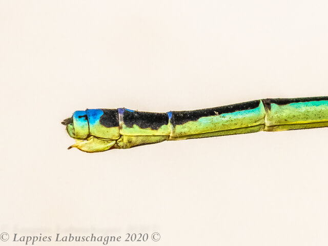 100 466 Pseudagrion newtoni Harlequin Spritel Mac Mac Falls MP RSA Jan 2020r 19