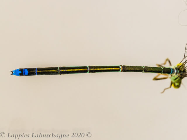 Pseudagrion newtoni Harlequin Sprite, Female 100 467 Pseudagrion newtoni Harlequin Spritel Mac Mac Falls MP RSA Jan 2020r 24