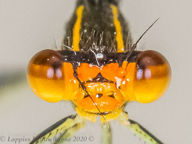 Pseudagrion newtoni Harlequin Sprite, Male Pseudagrion newtoni Harlequin Sprite Mac Mac Falls MP RSA Jan 2020r 13