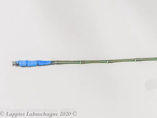 100 474 Pseudagrion newtoni Harlequin Sprite Mac Mac Falls MP RSA Jan 2020r 18