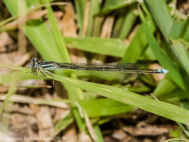 100 238 Pseudagrion salisbryense Slate Sprite Young Female Badplaas MP RSA Febr 2019r 4