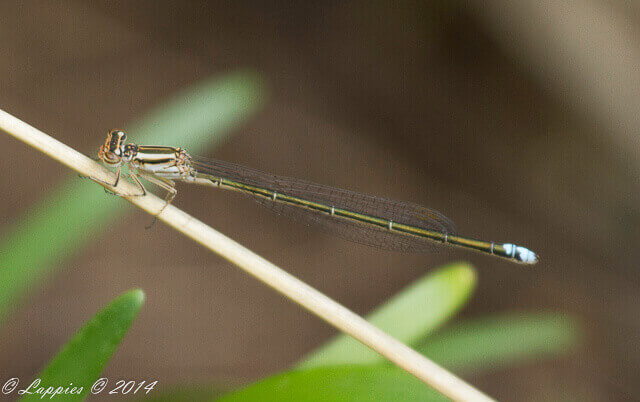 100 240 Pseudagrion salisbryense Slate Sprite Female WSBG GP RSA Dec 2014r 1