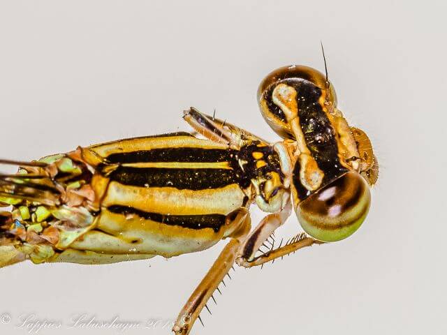 Pseudagrion salisbryense Slate Sprite Female 100 10061 Pseudagrion salisbryense Slate Sprite Female Lajuma Nature Reserve LP RSA Dec 2018r 7