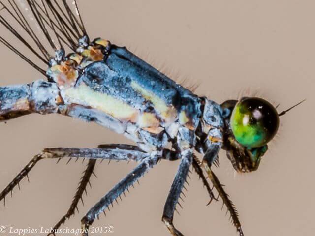 Pseudagrion salisbryense. Slate Sprite. Old male Lateral View 100 10072 Pseudagrion salisbryense Slate Sprite Old Male Close up Drie Berge NWP RSA Dec 2015r 2