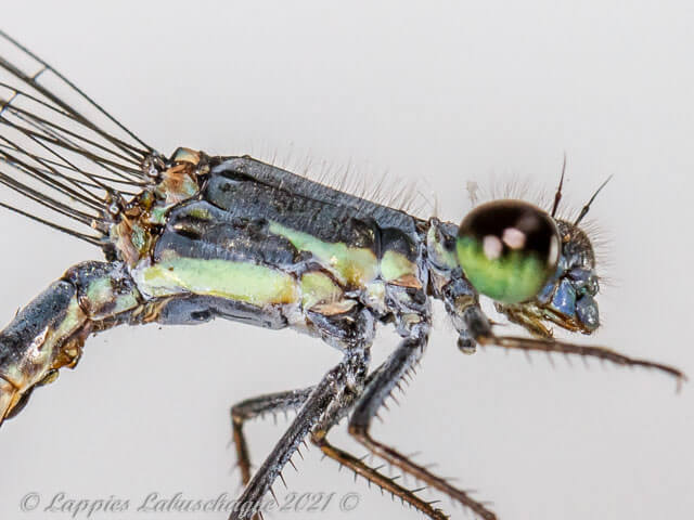 Pseudagrion salisbryense, Slate Sprite. Male, Lateral view 100 10059 Pseudagrion salisbryense Slate Sprite Male Close up SaBI MP RSA11 12 2022r 5