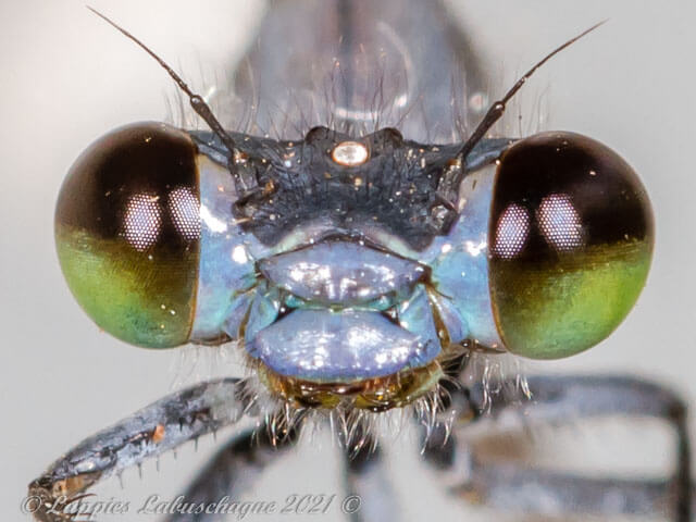 Pseudagrion salisbryense Slate Sprite Male 100 10062 Pseudagrion salisbryense Slate Sprite Male Close up SaBI MP RSA11 12 2022r 15