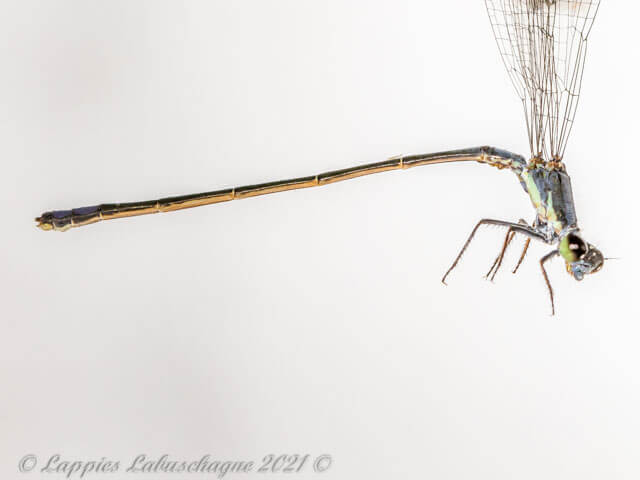 1 10177 Pseudagrion salisbryense Slate Sprite Male Close up SaBI MP RSA11 12 2022r 3