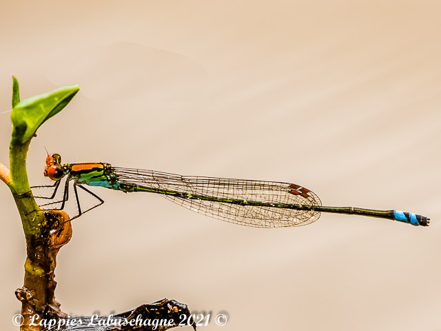 100 3382 Pseudagrion sjoestedti Variable Sprite Male Marken LP RSA Mch 2021r2 of 4
