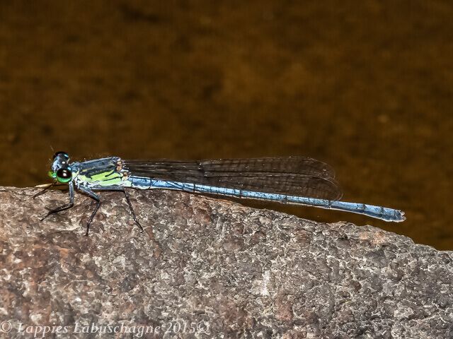 100 480 Pseudagrion spernatum Upland Sprite Male Dap Naude LP RSA Dec 2015r 5