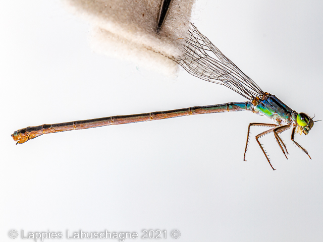 1 10130 Pseudagrion spernatum Upland Sprite Close Female Sabi MP SA Dec 2022r 2