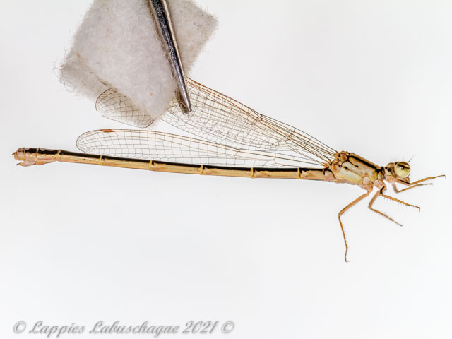 100 10011 Pseudagrion spernatum Upland Sprite Female Close up SaBI MP RSA 11 12 2022r 1