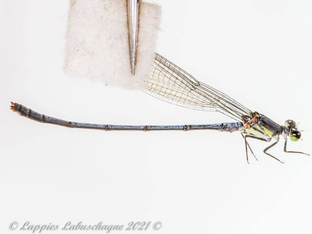 100 10022 Pseudagrion spernatum Upland Sprite Male Close up Sabie MP RSA 11 12 2022r 1
