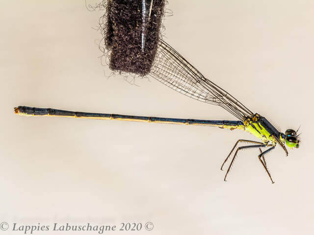 100 496 Pseudagrion spernatum Upland Sprite Sabi MP RSA Febr 2020r 3