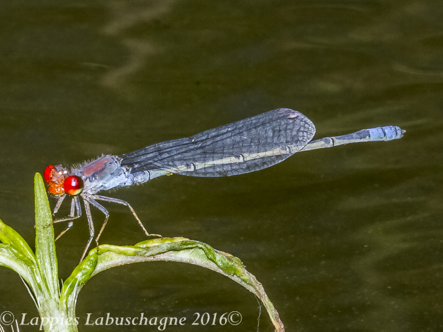 100 736 Pseudagrion sublacteum Cherry eye Sprite Male 2 Parys FSP RSA Jan 2016r 3