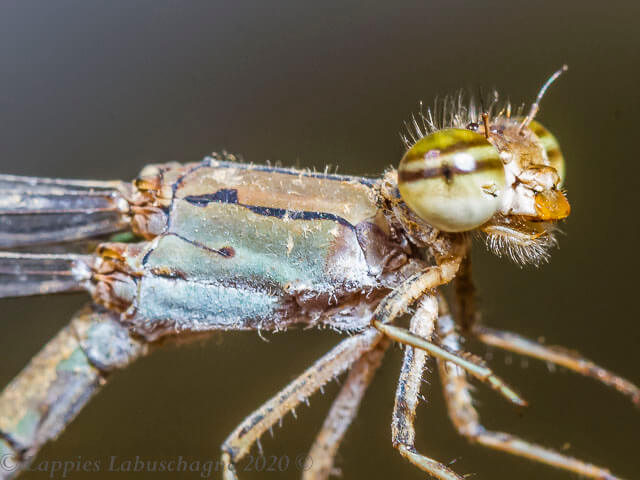 100 750 Pseudagrion sublacteum Cherry eye Sprite Female Close up Kgomo Kgomo Apr 2017r1 2
