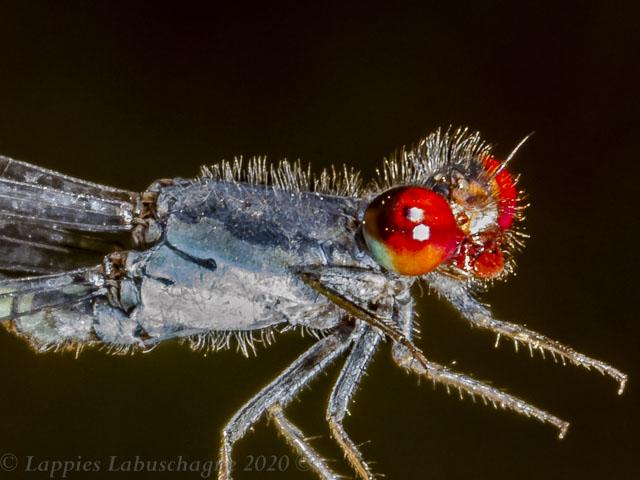 100 757 Pseudagrion sublacteum Cherry eye Sprite Male Close up Kgomo Kgomo Apr 2017r 2