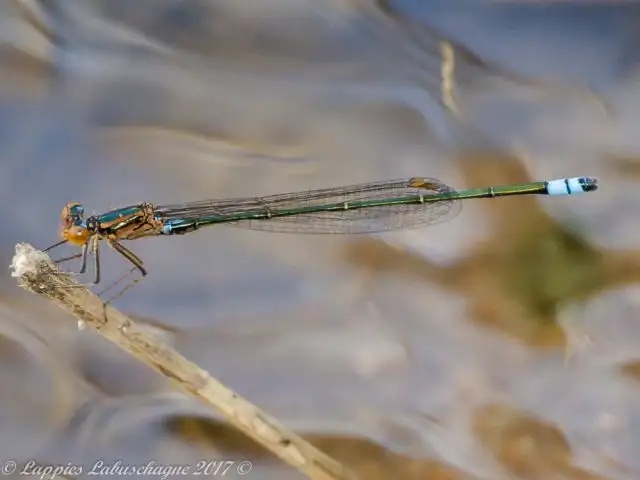 100 920 Pseudagrion sudanicum Blue sided Sprite Young Male Vaalwater LP Apr 2017r 44