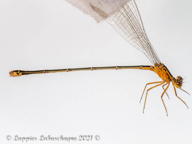 100 888 Trithemis stictica Jaunty Dropwing Female Close up Vaalwater LP RSA Mch 2021r 33