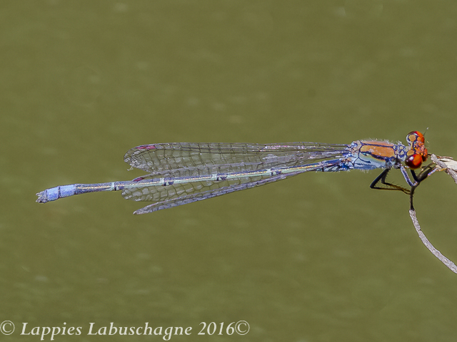 100 623 Pseudagrion vaalense Vaal Sprite Parys GP RSA Jan 2016r 5