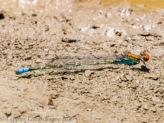 100 627 Pseudagrion vaalense Vaal Sprite Male Warden RSA Febr 2020r 3
