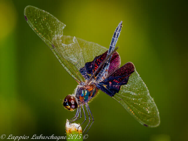 Rhyothemis semihalina Phantom Flutterer Male and Female 100 1148 Rhyothemis semihalina Phantom Flutterer Farm Alicedale Tshipise LP RSA Dec 2015r 8