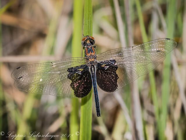 Rhyothemis semihalina Phantom Flutterer Female 100 3458 Rhyothemis semihalina Phantom Flutterer Female Ezemvelo GP RSA Nov 2018r 15