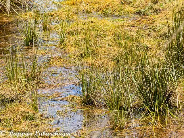 Spesbona angusta Habitat Teewater Nov 2024r 5