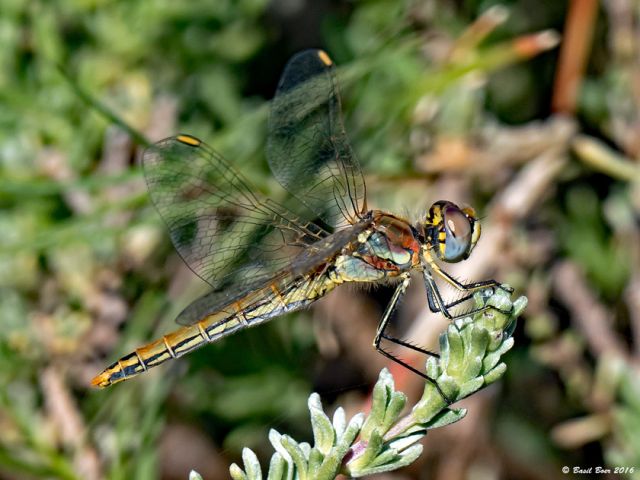 Sympetrum fonscolombii Nomad Female 108 539 Sympetrum fonscolombii Nomad Female Somerset West WCP RSA Aug 2016