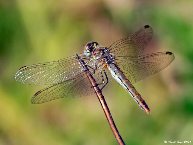 Nomad, Sympetrum fonscolombii, Female 117 527