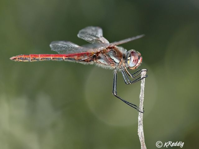 Nomad, Sympetrum fonscolombii, Male 119 509