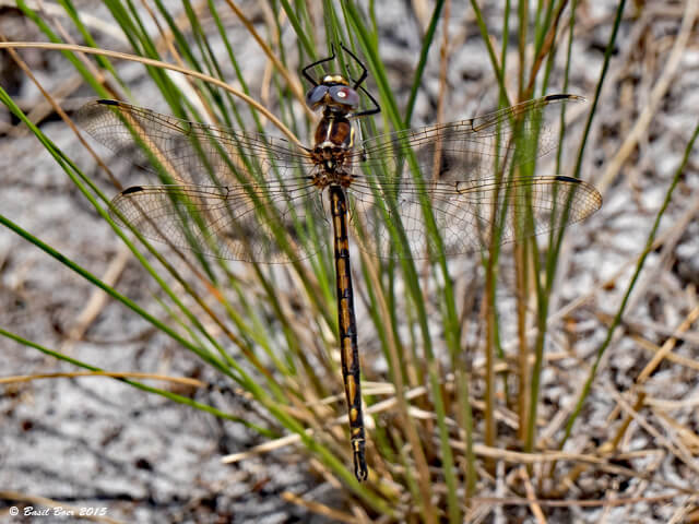 108 501 Syncordulia gracilis Yellow Presba Male Kogelberg Western Cape 28 11 2015 108 501Male Kogelberg Western Cape 28 11 2015