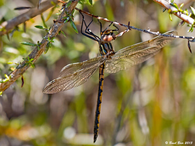 Syncordulia gracilis. Yellow Presba.Male Syncordulia gracilis Yellow Presba Female Kogelberg Western Cape 28 11 2015