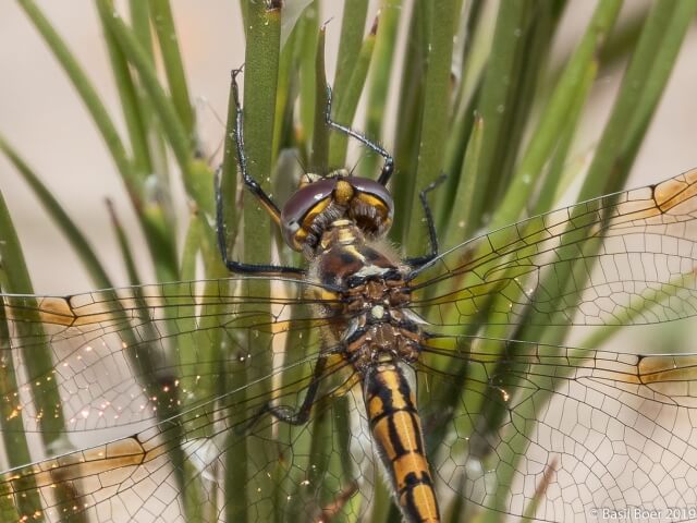 Dragonfly Syncordulia gracilis Female 108 537 Dragonfly Syncordulia gracilis Female DSC03389 19re