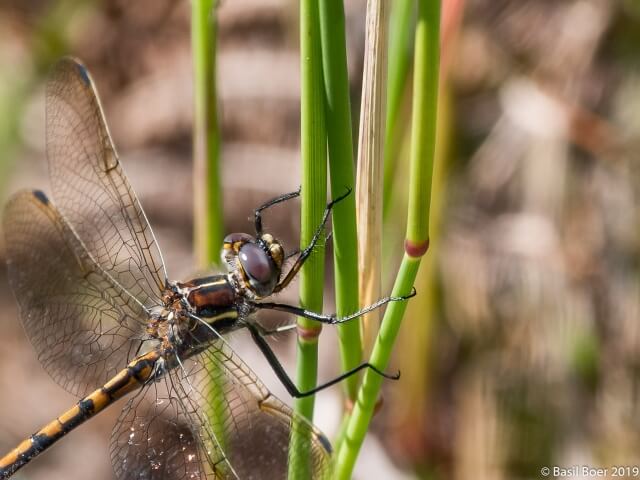 Syncordulia gracilis, Yellow Presba, Male 108 558 Dragonfly Syncordulia gracilis Male DSC03360 19re