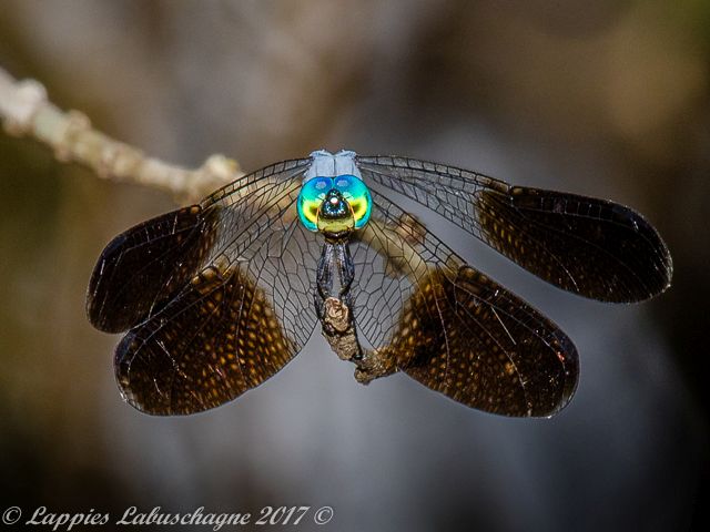 Black splashed Elf Tetrathemis polleni Male 101 502 Tetrathemis polleni Black splashed Elf Male Tshipise LP RSA March 2015