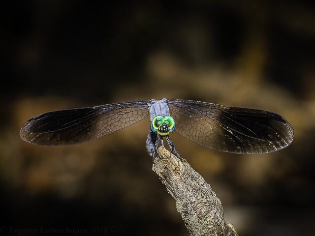 Tetrathemis polleni Black-splashed Elf
