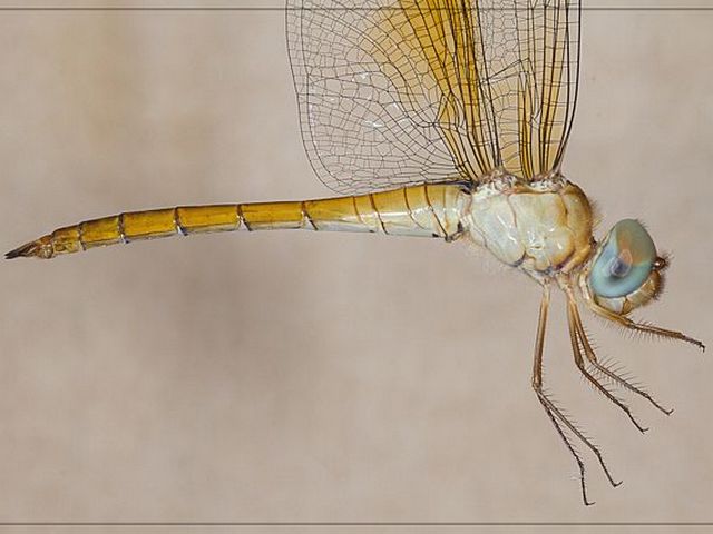 101 510 Tholymis tillarga Twister Young male Tshipise LP RSA January 2013